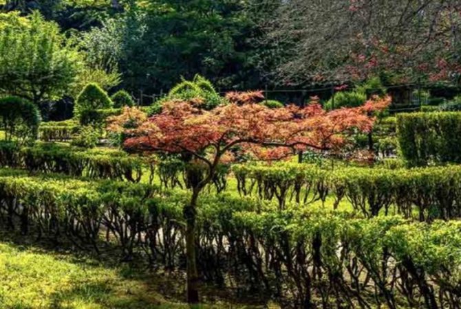 Bordo-japonês se destaca entre as árvores ornamentais mais apreciadas do mundo
