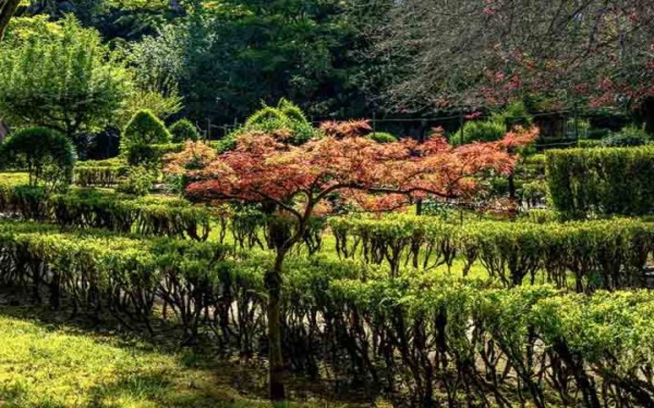 Arce Japonês, bordo japonês (Acer palmatum) Planta - Reprodução do Flickr Manuel Barroso
