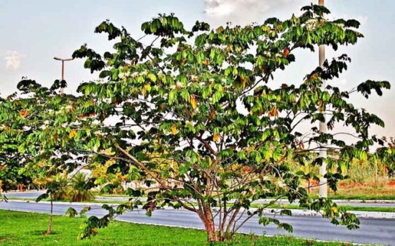 A árvore que produz o fruto é chamada de ingazeira. Trata-se de uma espécie de crescimento relativamente rápido que pode atingir de 10 a 20 metros de altura, embora em ambientes de floresta densa possa ultrapassar esse porte. 