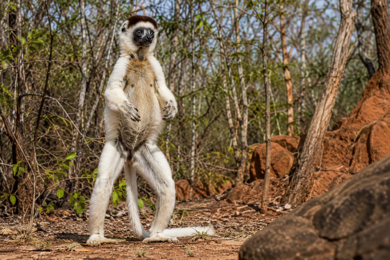 Lêmure sifaka
Esse lêmure conhecido pelas movimentações curiosas também consegue se equilibrar ereto por alguns momentos. O hábito aparece principalmente durante a observação do território.