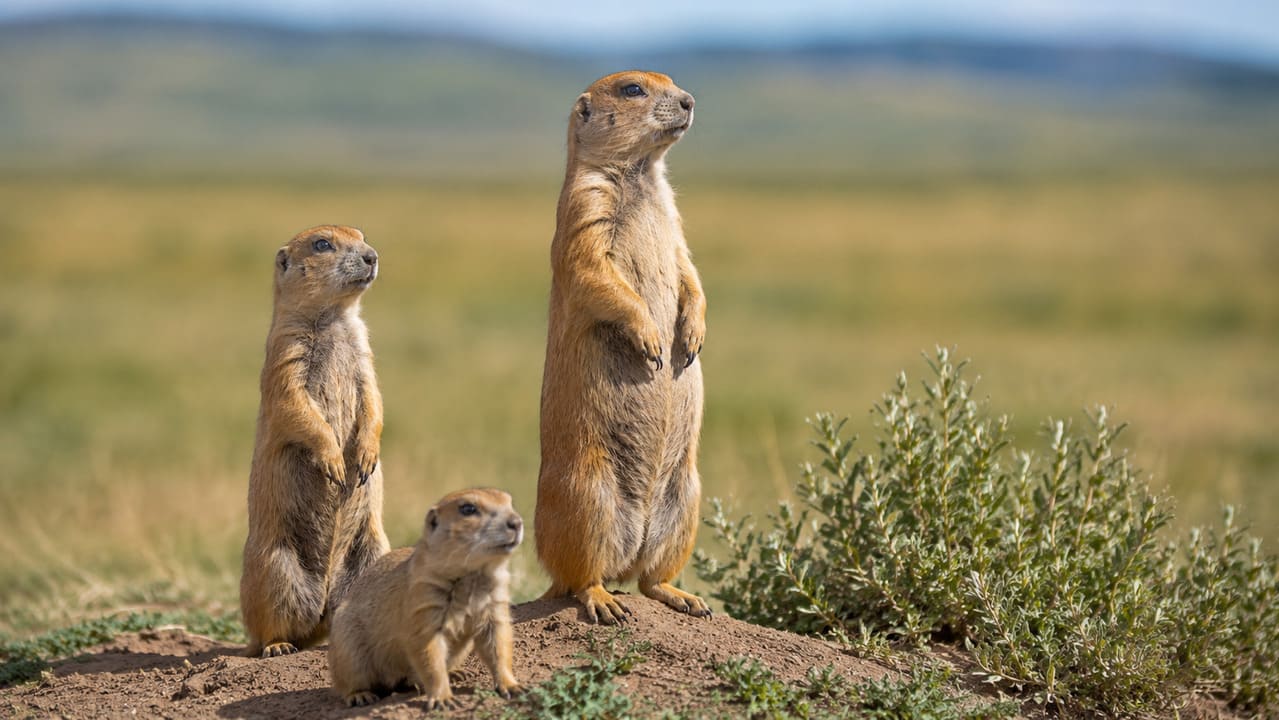 Cachorro-da-pradaria
Muito sociáveis, os cachorros-da-pradaria costumam se levantar perto das tocas para monitorar o ambiente. A posição ajuda a identificar predadores à distância em áreas abertas.