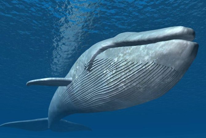 Como as baleias ajudam a combater o aquecimento global e retiram carbono da atmosfera dos oceanos da Terra