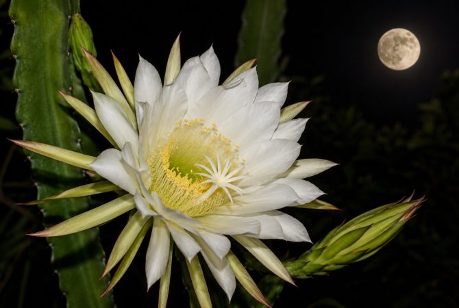 Flores da noite: espécies que revelam sua beleza após o pôr do sol