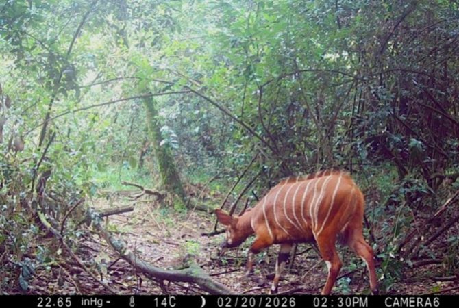 O retorno de um fantasma das florestas: bongo-da-montanha volta ao Quênia