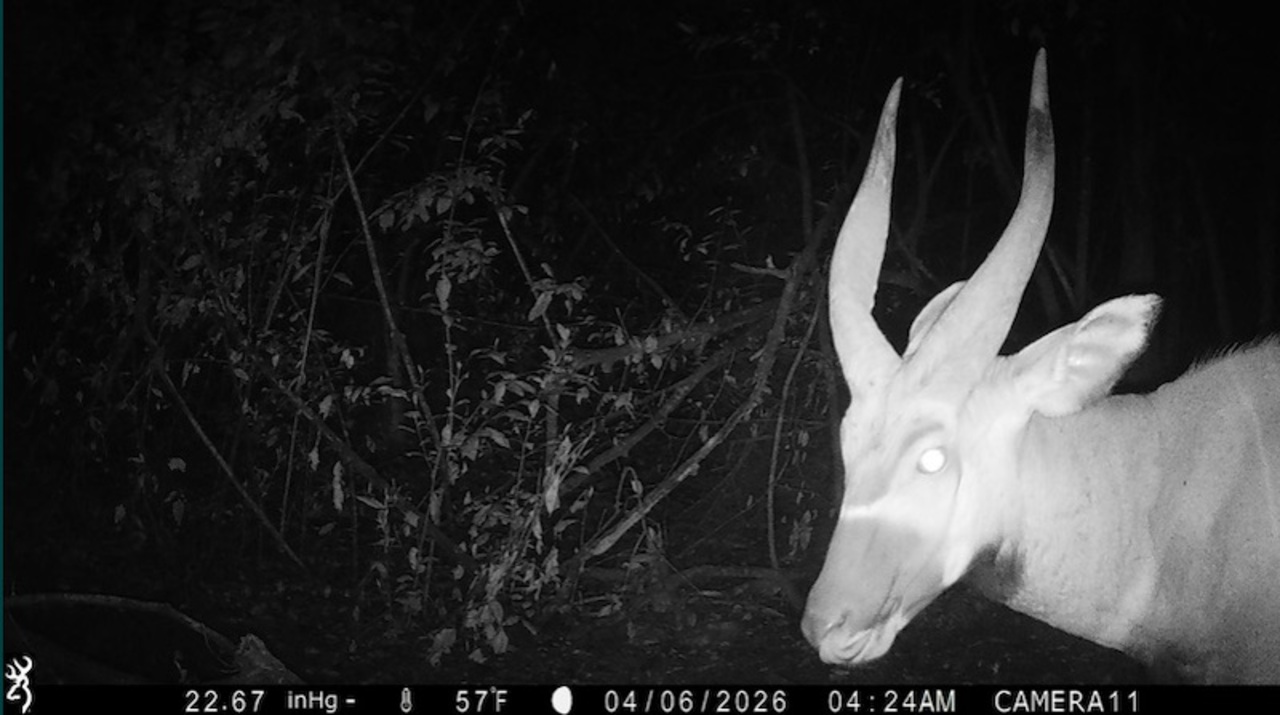 A recuperação ainda é considerada um desafio. Especialistas estimam que restam menos de uma centena de bongos-da-montanha vivendo livremente na natureza, o que faz da espécie uma das mais ameaçadas da África. Mesmo assim, os novos registros alimentam a esperança de que ela possa voltar a ocupar áreas onde desapareceu no passado.