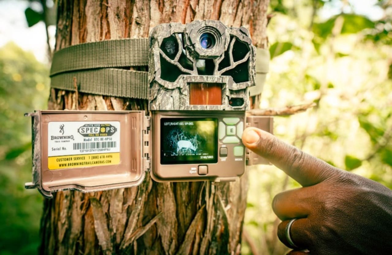 Imagens obtidas por armadilhas fotográficas confirmaram a presença dos animais. O reaparecimento é resultado de décadas de trabalho envolvendo proteção de habitat, combate à caça ilegal e programas de reprodução. Nos últimos anos, diversos bongos criados sob cuidados humanos foram reintroduzidos no país para reforçar a população selvagem e aumentar a diversidade genética. 