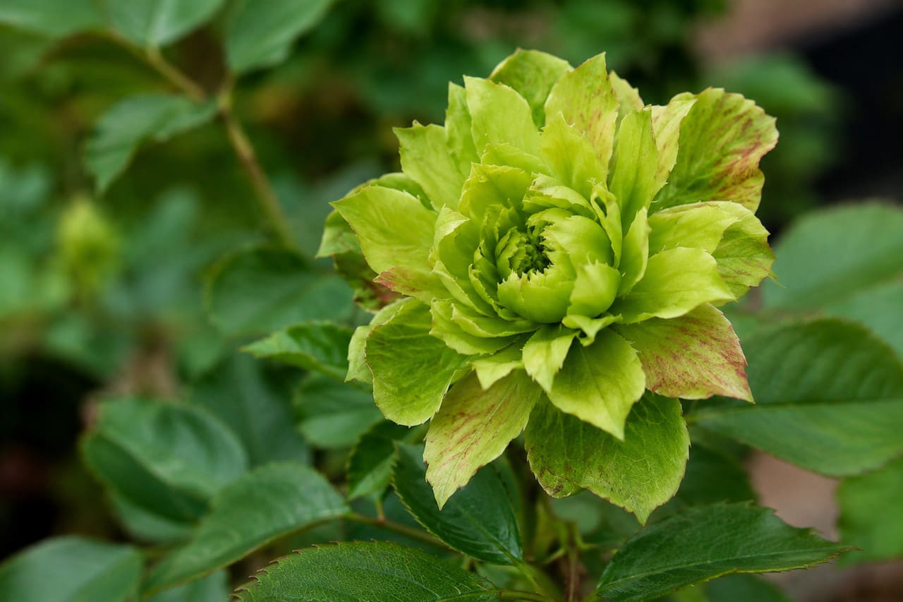 Por sua aparência incomum, muitas pessoas sequer acreditam que ela seja uma rosa verdadeira à primeira vista. Justamente por desafiar a imagem tradicional da flor, a variedade tornou-se uma das curiosidades botânicas mais famosas entre os amantes de plantas.