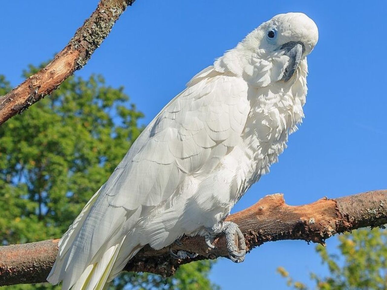 Por isso, atenção e companhia constantes são fundamentais para o bem-estar dessas aves tão expressivas. Essa combinação de sociabilidade, curiosidade e elevada capacidade cognitiva faz das cacatuas algumas das aves mais fascinantes do planeta e mostra a importância de oferecer condições adequadas para seu bem-estar e conservação.