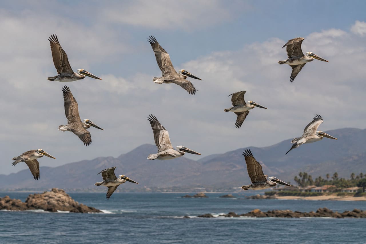 Os pelicanos costumam voar alinhados sobre regiões costeiras e lagoas. Em muitos casos, aproveitam correntes de ar para planar por longos períodos sem gastar tanta energia.