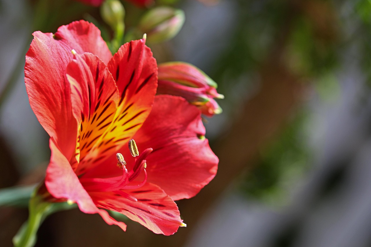 O estudo, publicado na revista científica Phytotaxa, revelou que a planta havia sido confundida por décadas com outra espécie conhecida, a Alstroemeria cunha. A partir da análise de exemplares armazenados em herbários e da comparação com materiais coletados em diferentes estados brasileiros, os pesquisadores identificaram características que comprovavam tratar-se de uma espécie distinta. -  (crédito: Chesna/Pixabay)
