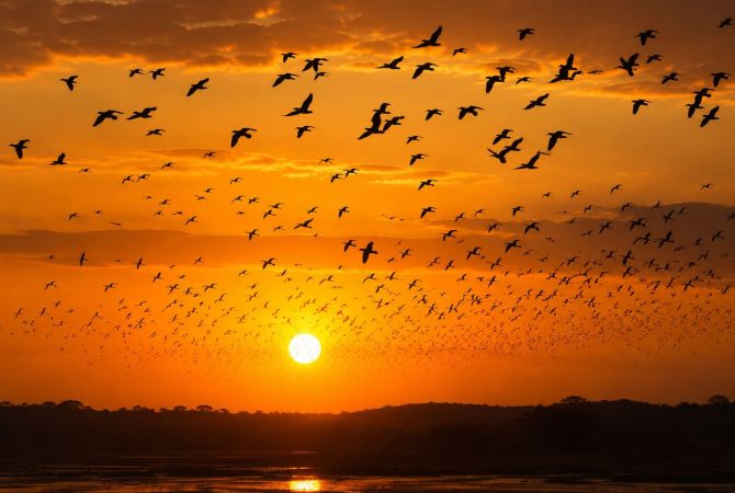 Revoada de aves : espécies que transformam o céu em espetáculo coletivo