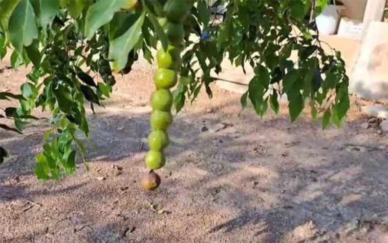 Ingá, a fruta conhecida como feijão-doce
