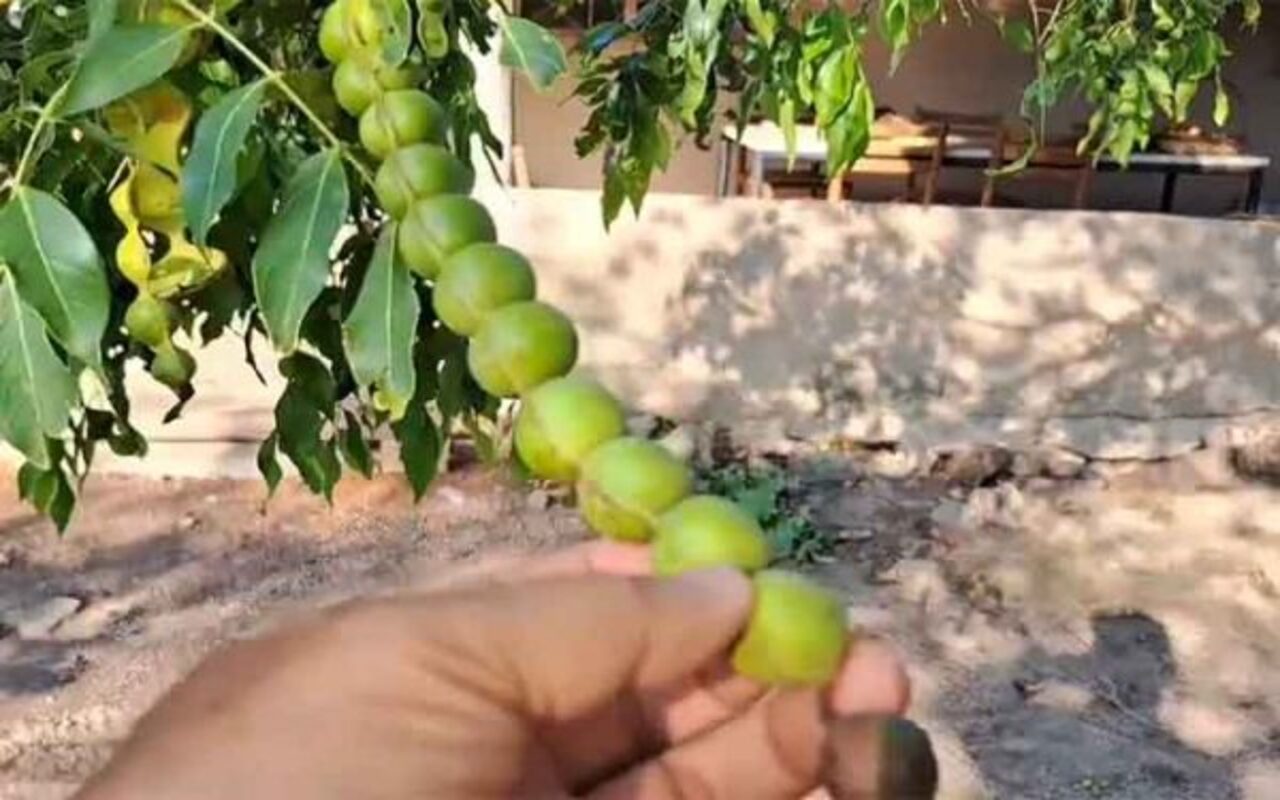 Fruta ingá (feijão-doce) - Reprodução do Youtube Canal Sítio Kawamura Tsuyoshi Kawamura