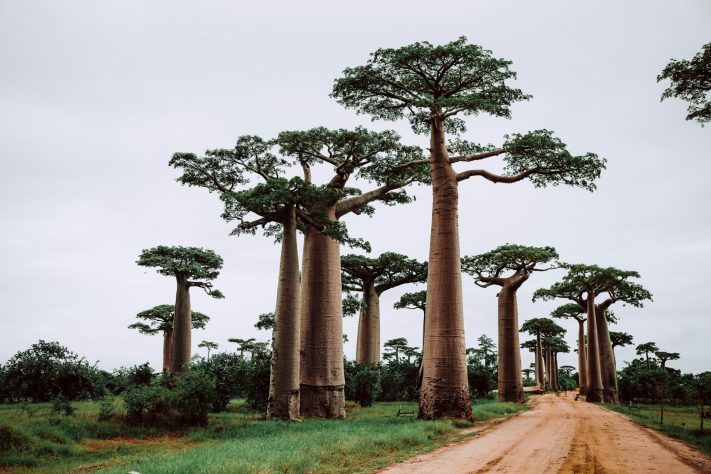 Árvore Baobá, Madagascar – Graphic Node/Unsplash