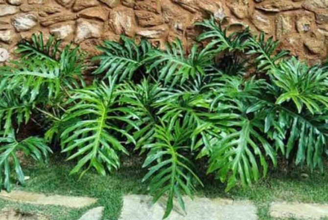Guaimbé em casa: cuidados simples para uma planta exuberante