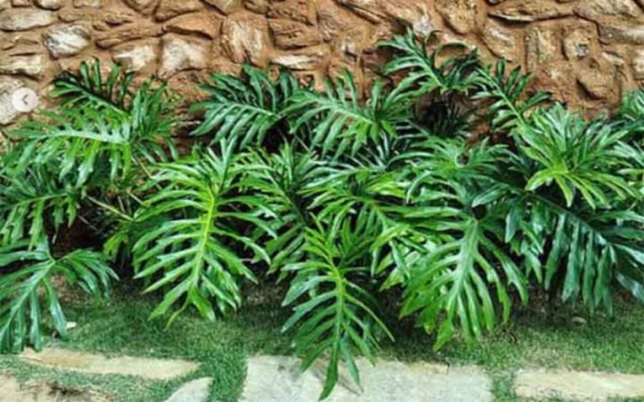 Guaimbé (Philodendron bipinnatifidum) - Reprodução Instagram @hortoplantasdavo