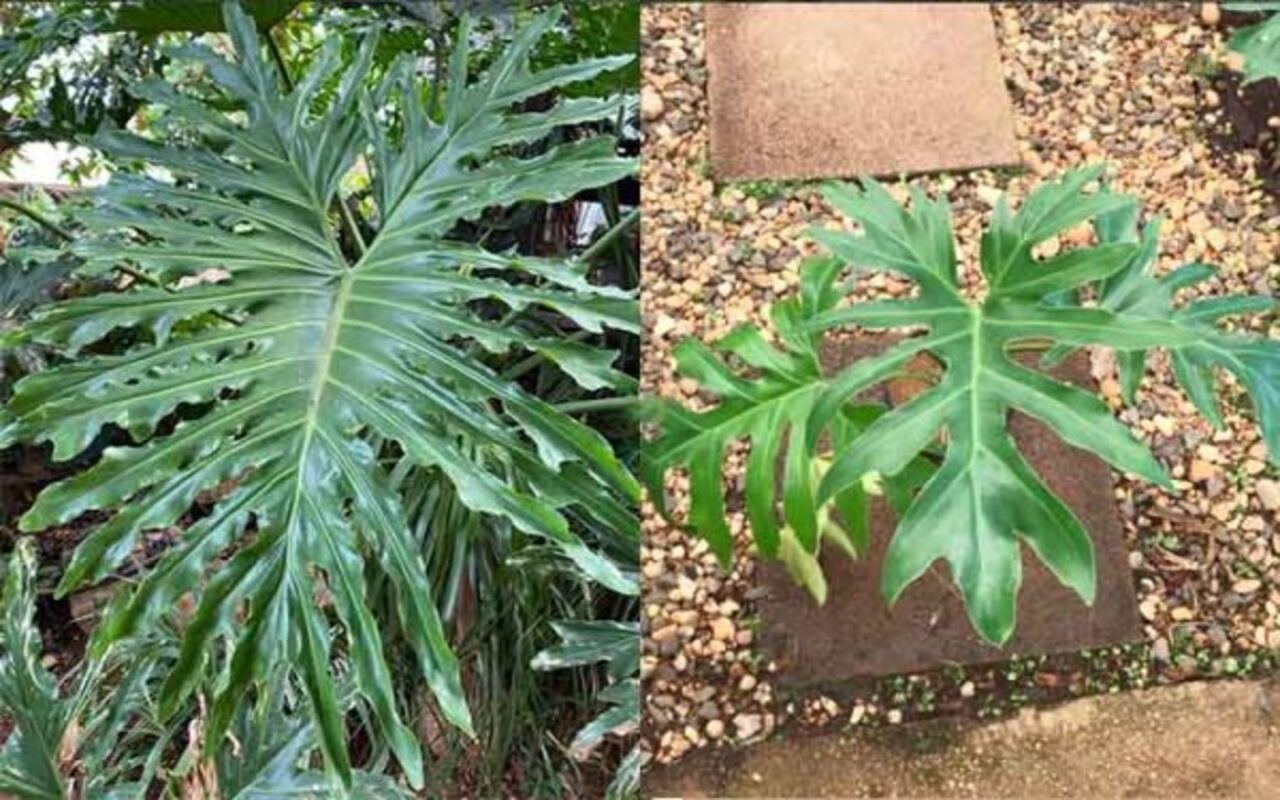 O guaimbé, que tem o nome científico Philodendron bipinnatifidum, é uma planta ornamental nativa da América do Sul, incluindo o Brasil. Ela é conhecida por suas folhas grandes, recortadas e de aspecto exuberante, o que leva muitos a confundirem com a Costela-de-Adão. Além de seu valor estético, é uma espécie bastante utilizada em projetos de paisagismo por sua resistência e capacidade de adaptação a diferentes ambientes. No entanto, seu cultivo exige atenção, já que, como outras plantas da famíl -  (crédito: Reprodução Instagram @flora.mitsu)