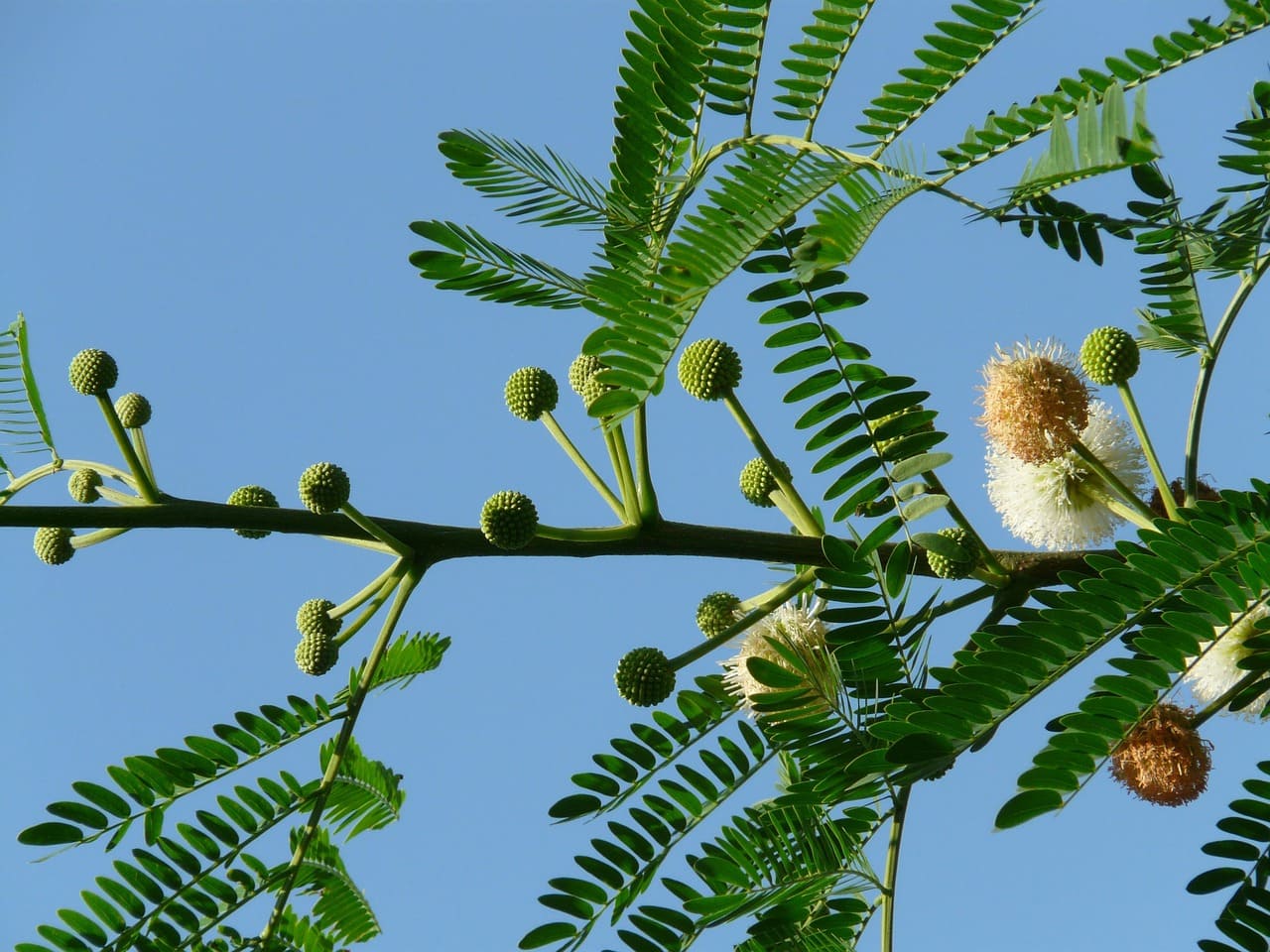 Plantas que se fecham ao serem tocadas: entenda o fenômeno