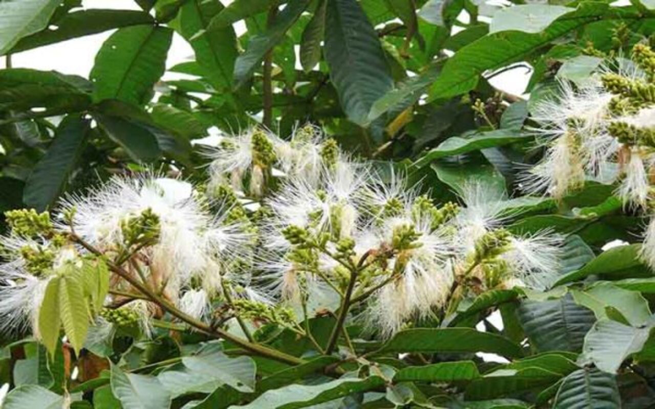 As flores perfumadas, por sua vez, são visitadas por insetos polinizadores e aves nectarívoras, tornando a planta importante para a manutenção da biodiversidade em ambientes tropicais.