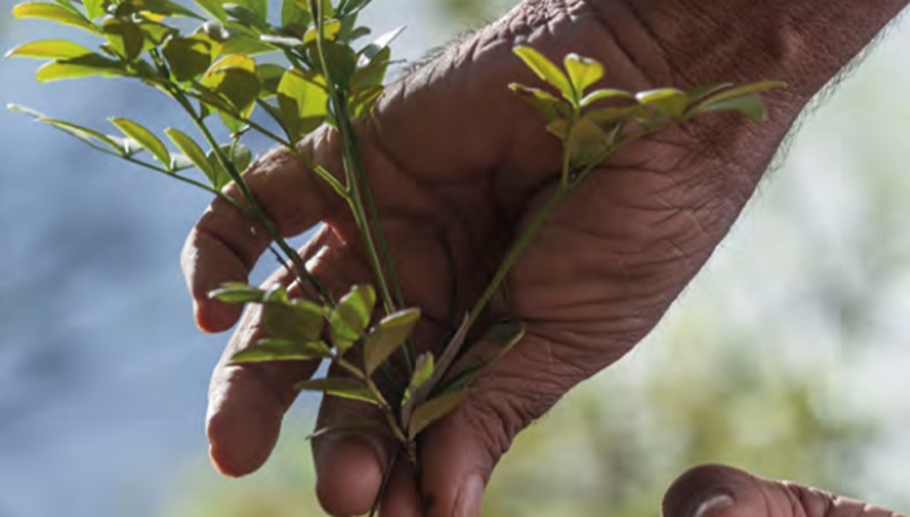 Um projeto inédito está criando um banco vivo de jaborandi na Amazônia, reunindo exemplares da planta em uma área destinada à conservação e à pesquisa científica. A iniciativa busca proteger a espécie e garantir material genético para estudos futuros, contribuindo para reduzir os riscos associados à exploração excessiva de populações naturais.  -  (crédito: Divulgação ITV)