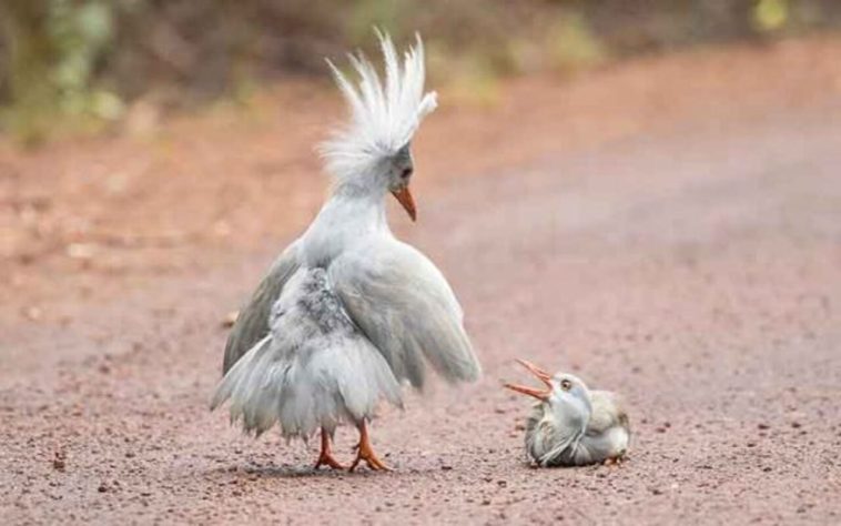 Curiosidades sobre o pássaro kagu