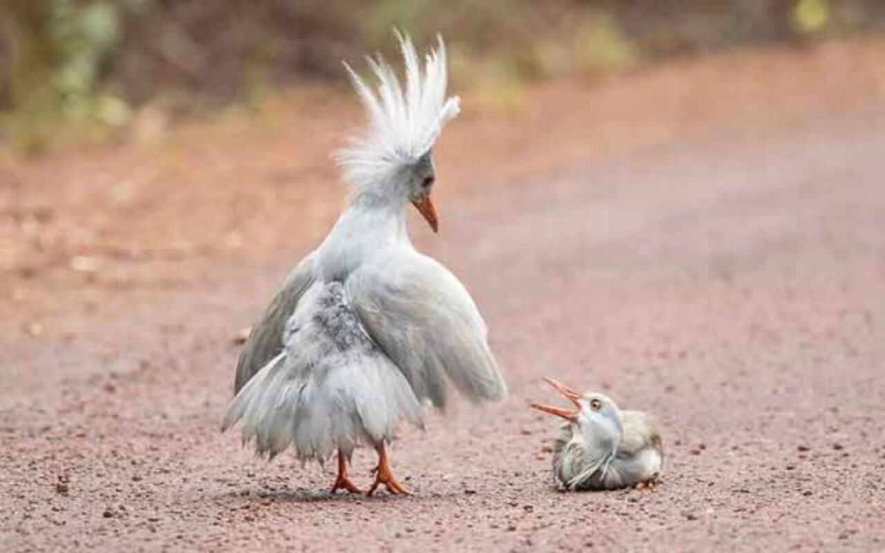 O animal, que já se tornou símbolo da Nova Caledônia, um território ultramarino da França, também desperta interesse internacional por representar um elo vivo de linhagens antigas de aves, além de evidenciar como o isolamento ambiental pode moldar características inesperadas na fauna, que vão do visual aos hábitos. 
