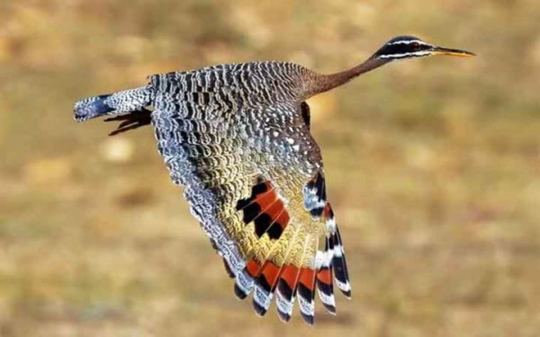 Curiosidades sobre o pássaro kagu