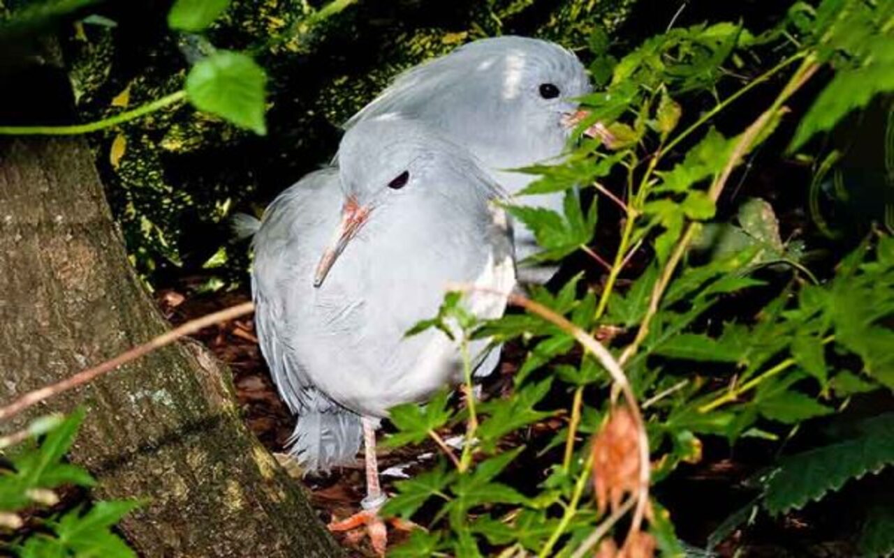 Apesar de possuir asas relativamente desenvolvidas, a espécie é incapaz de voar. Trata-se de uma adaptação típica de aves que evoluíram em ambientes com poucos ou nenhum predador natural, como ilhas isoladas. Em vez disso, o kagu desloca-se caminhando pelo chão da floresta, com movimentos ágeis e silenciosos.
