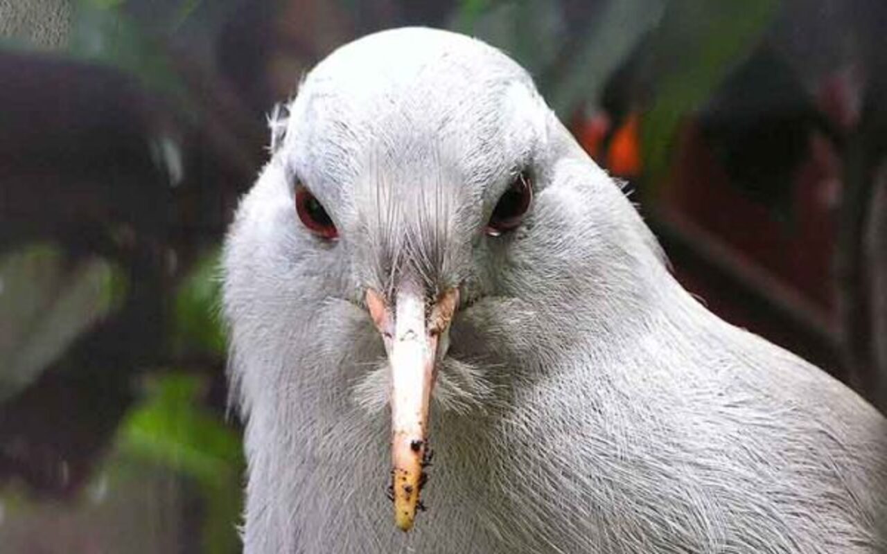 A forma como a ave caça também chama a atenção. O kagu utiliza o bico alongado para revirar o solo e a serapilheira, demonstrando precisão e paciência na busca por alimento.
