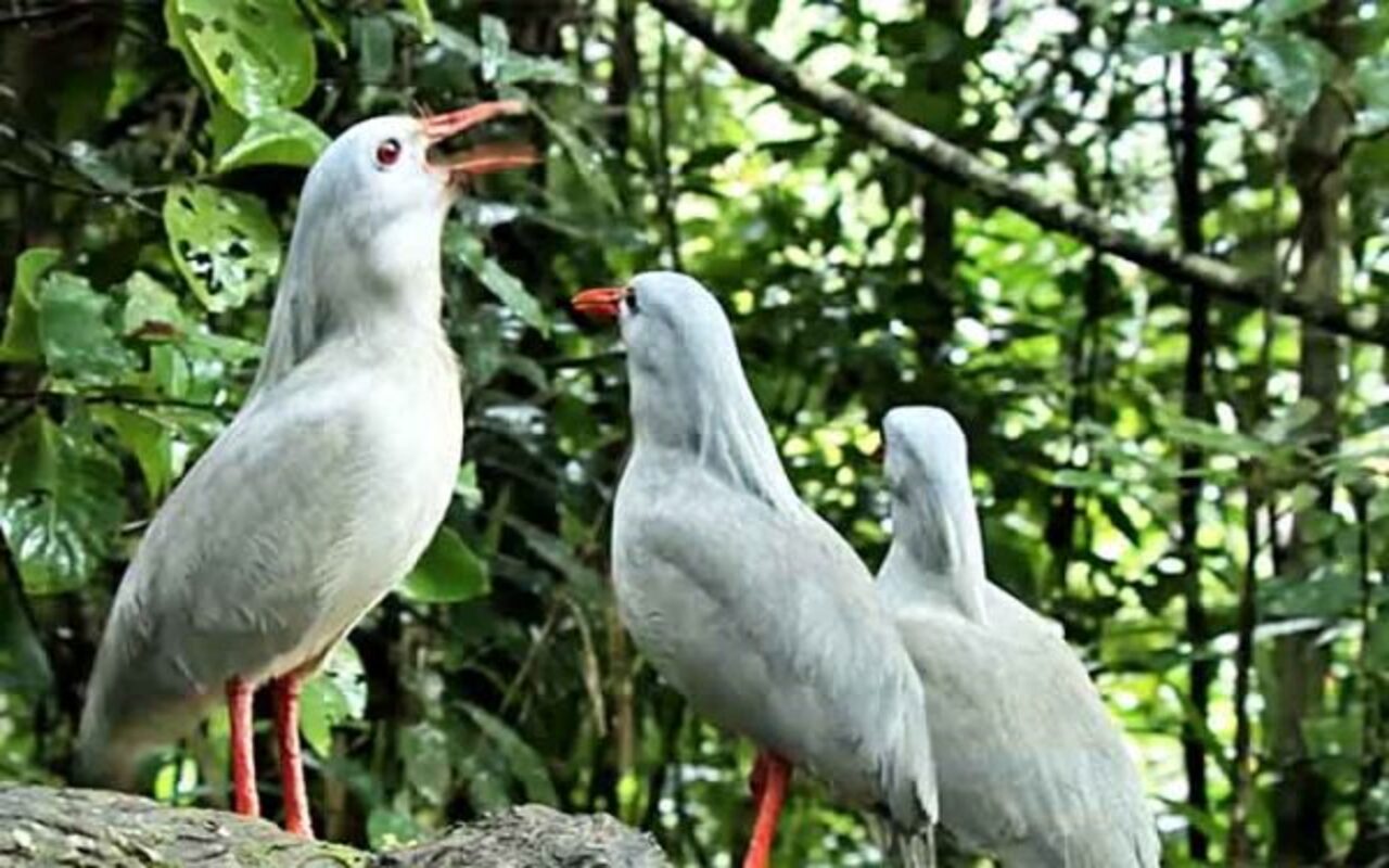 O aspecto mais intrigante da espécie, no entanto, continua sendo sua vocalização. Diferentemente do canto melodioso associado à maioria das aves, o som emitido pelo kagu pode lembrar um latido curto, seco e repetitivo, semelhante ao de um cão de pequeno porte. 
