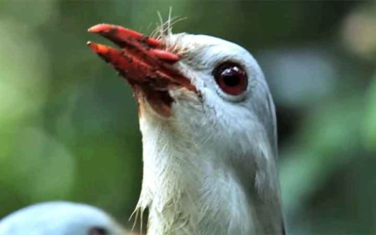 Curiosidades sobre o pássaro kagu
