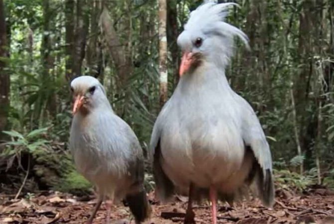 O curioso caso do kagu, a ave que não voa e emite sons que parecem latidos