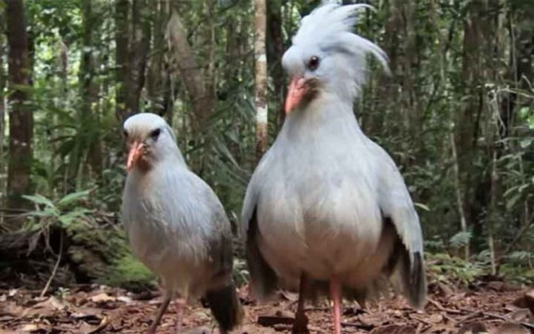 Curiosidades sobre o pássaro kagu
