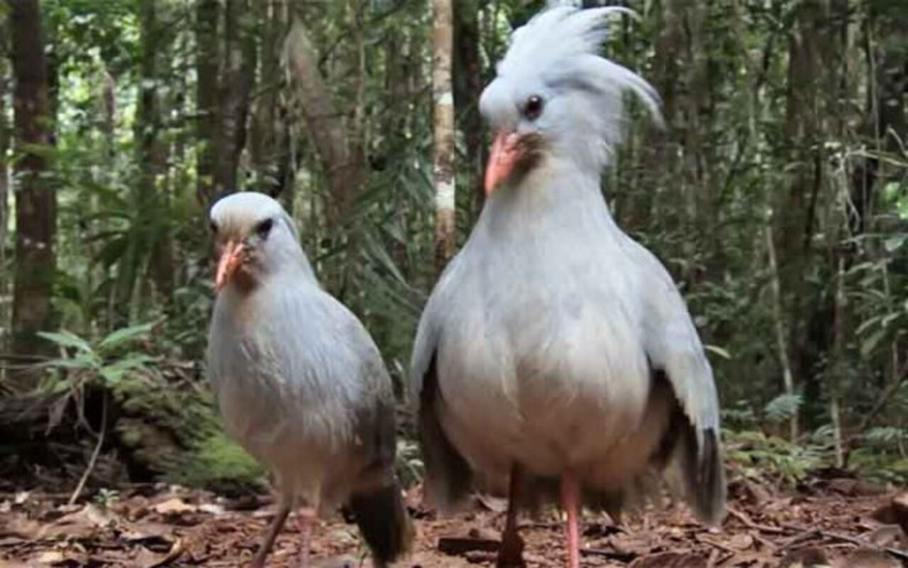 Kagu, Cagu(Rhynochetos jubatus) ave - Reprodução do Youtube Canal BBC Earth