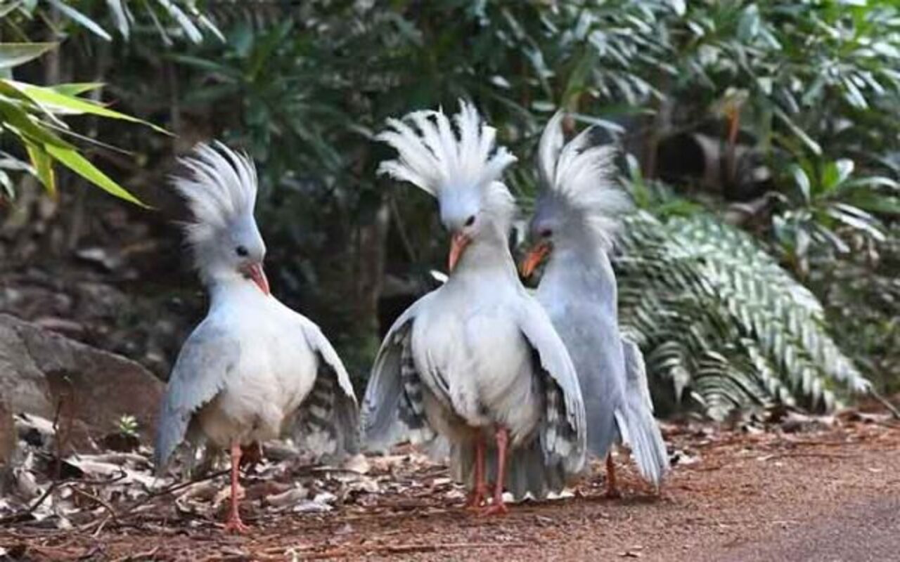 Outro comportamento marcante é sua estratégia de defesa. Quando ameaçado, o kagu abre amplamente as asas, exibindo um padrão contrastante de listras em preto e branco, enquanto levanta a crista e emite sons de alerta. Essa combinação visual e sonora funciona como uma tentativa de intimidar possíveis predadores, criando a ilusão de um animal maior ou mais perigoso do que realmente é.
