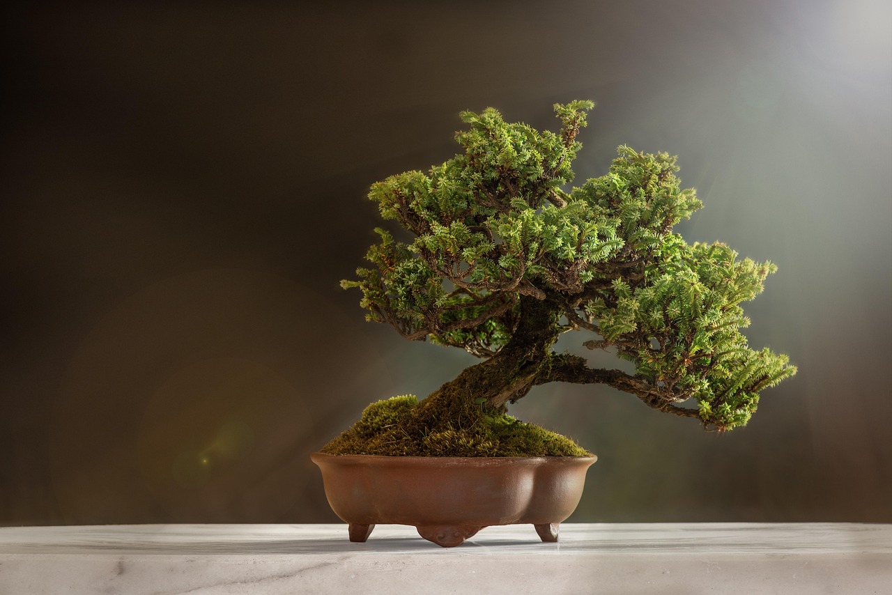 Bonsai encanta pela beleza delicada e pela sensação de serenidade - Imagem de Luca Finardi por Pixabay