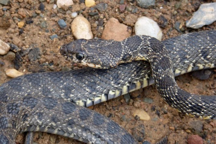 Cobra-ferradura (Hemorrhois hippocrepis) - Marc Pascual/Pixabay