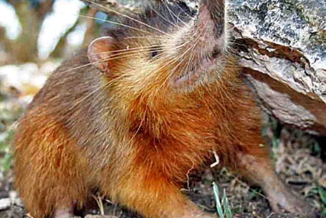 Só existem quatro mamíferos venenosos no mundo: entenda cada um