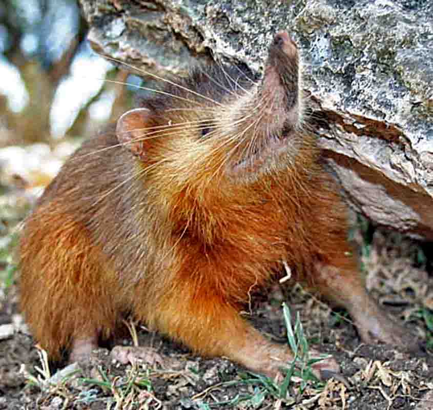 almiqui - Seb az86556 / wikimedia commons