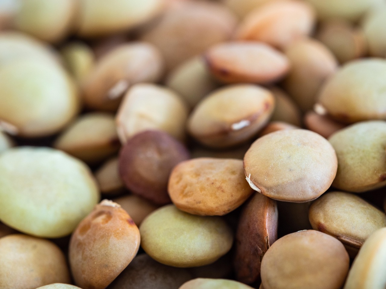 O alimento é conhecido pelo elevado teor de proteína vegetal, característica que o torna bastante valorizado por pessoas que buscam reduzir o consumo de carne ou diversificar as fontes proteicas da dieta.