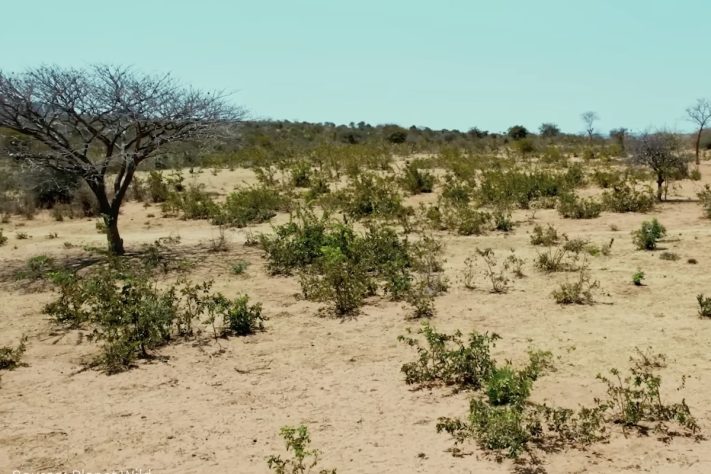 Projeto da Grande Muralha Verde prevê a construção de um corredor florestal com aproximadamente 8 mil quilômetros de extensão para tentar conter avanço da desertificação do Saara – Reprodução/YouTube Solar Paths