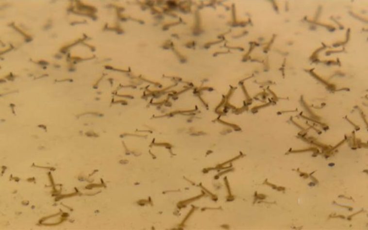 Infestação de mosquitos em casa