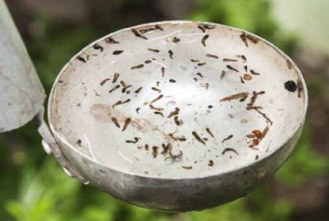 Como surgem infestações de mosquitos no ambiente doméstico