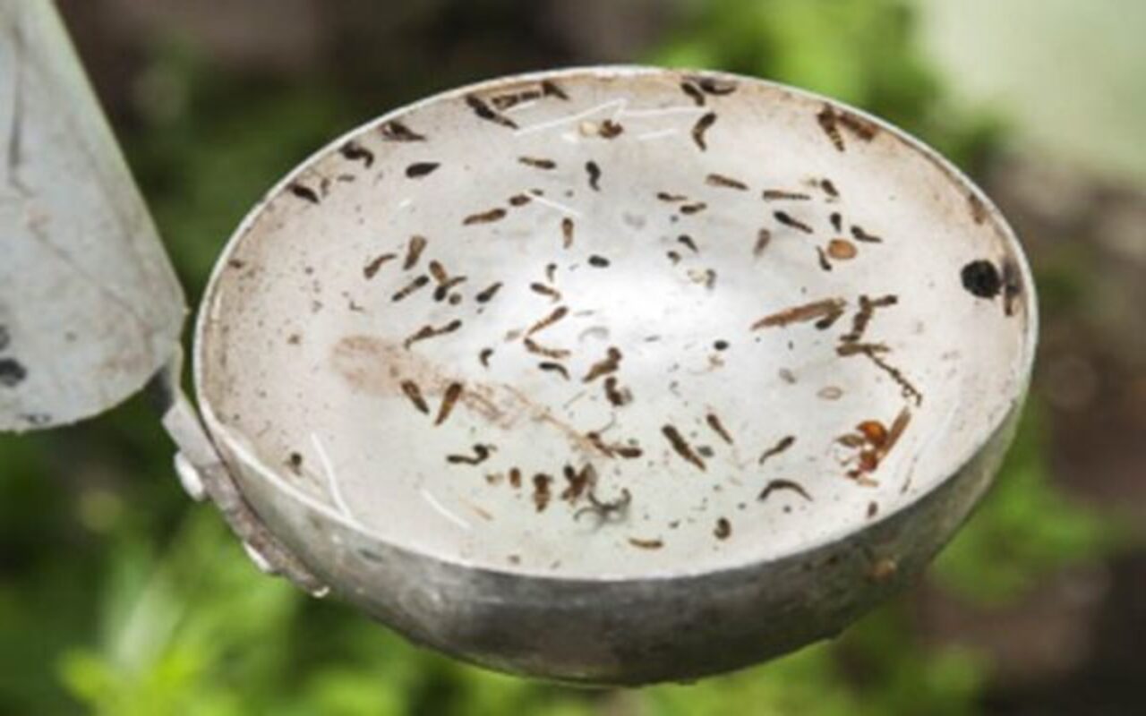 Infestação repentina de mosquitos dentro de casa - Divulgação