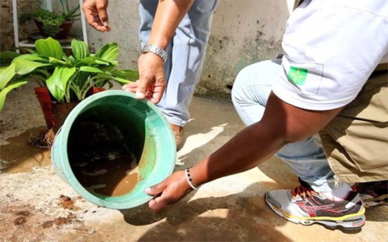 Infestação de mosquitos em casa