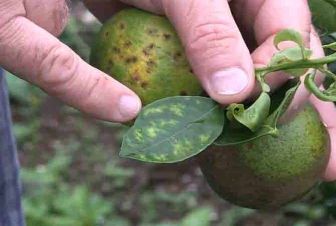 Como a murta representa riscos para plantações de laranja, limão e outras frutas cítricas