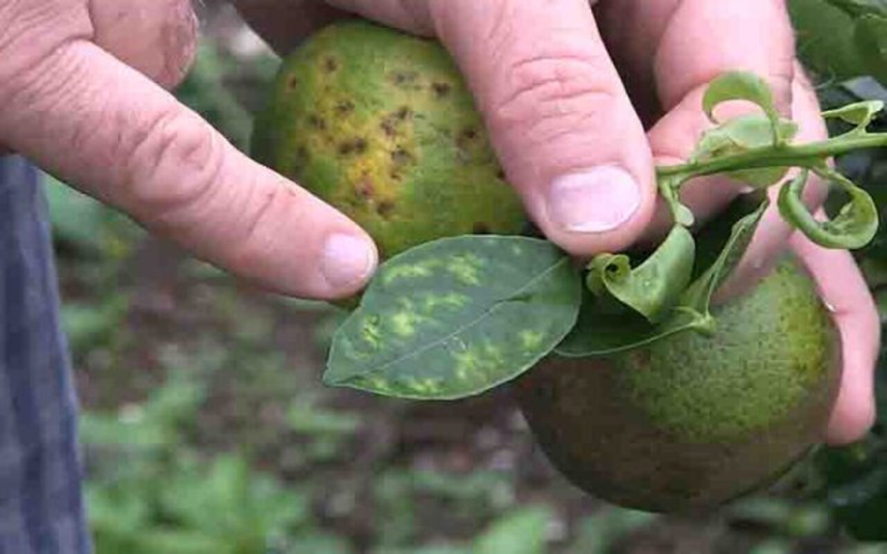 Greening, ou Huanglongbing (HLB) - Murta, Myrtus communis( planta ) - Reprodução do Youtube