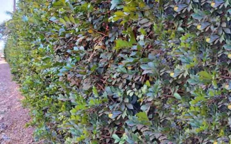 Murta é problema para áreas com plantação de frutas cítricas