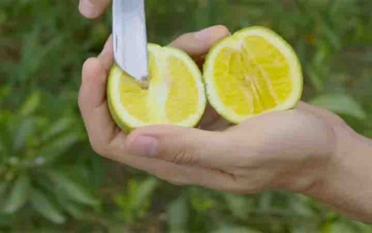 Murta é problema para áreas com plantação de frutas cítricas