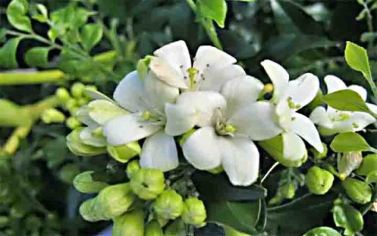 A murta, planta ornamental bastante comum em jardins urbanos brasileiros, tornou-se um dos principais focos de preocupação da citricultura nas últimas décadas. Embora valorizada pelo aroma e pela estética, essa espécie, cientificamente conhecida como Murraya paniculata, passou a ser considerada um risco fitossanitário relevante, especialmente em regiões produtoras de laranja, limão e outras frutas cítricas. O motivo está diretamente ligado à sua relação com uma das doenças mais devastadoras do s -  (crédito: Bryan James sherman /Wikimedia Commons)